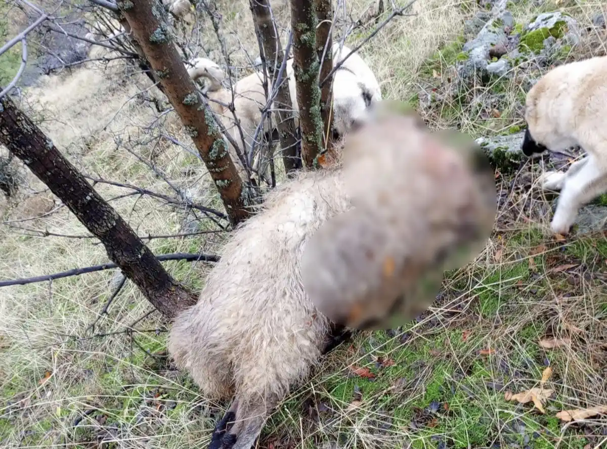 Tunceli'de kurt saldırısı: 14 koyun telef oldu 4