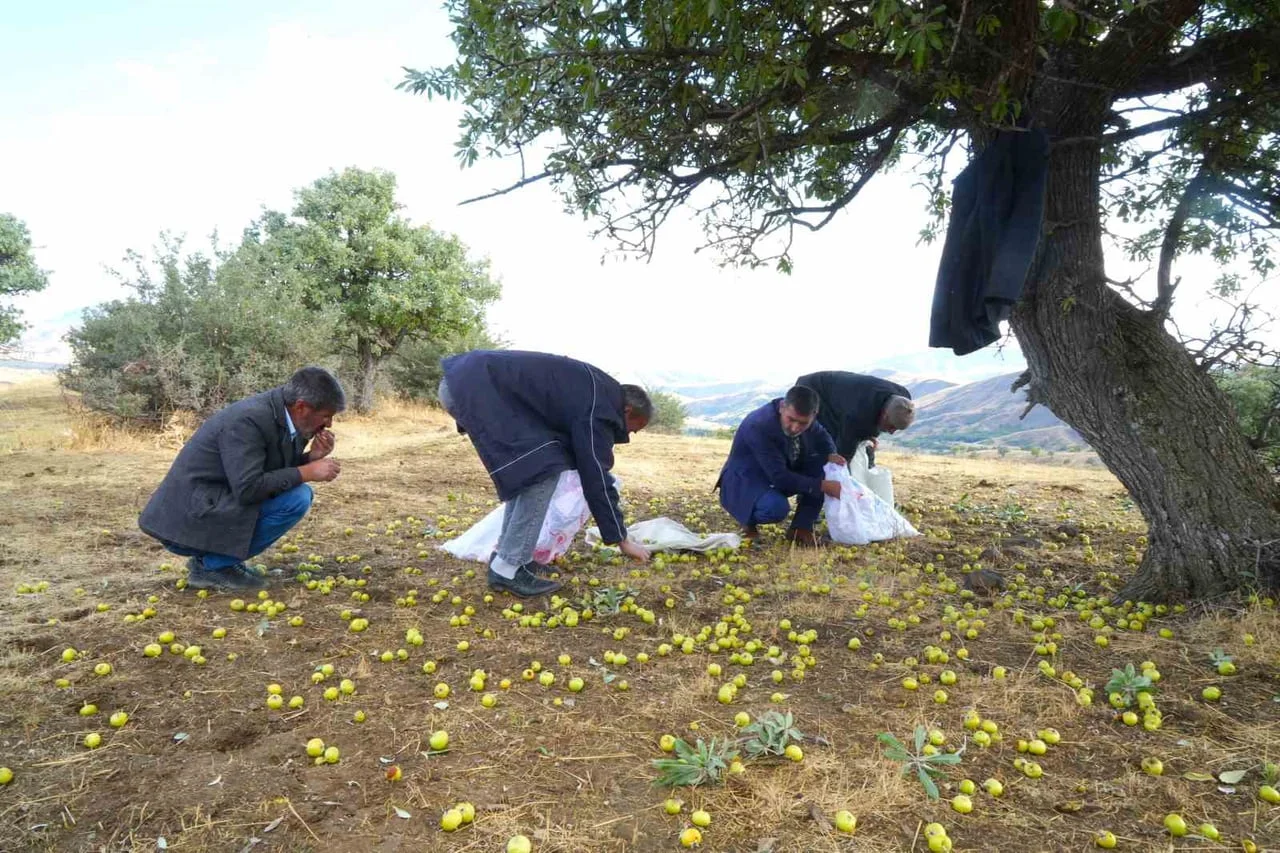 MUŞ MERKEZE 47 KİLOMETRE UZAKLIKTAKİ BİLEK KÖYÜNDE, YAKLAŞIK 110 BİN AHLAT AĞACINDA GELENEKSEL...