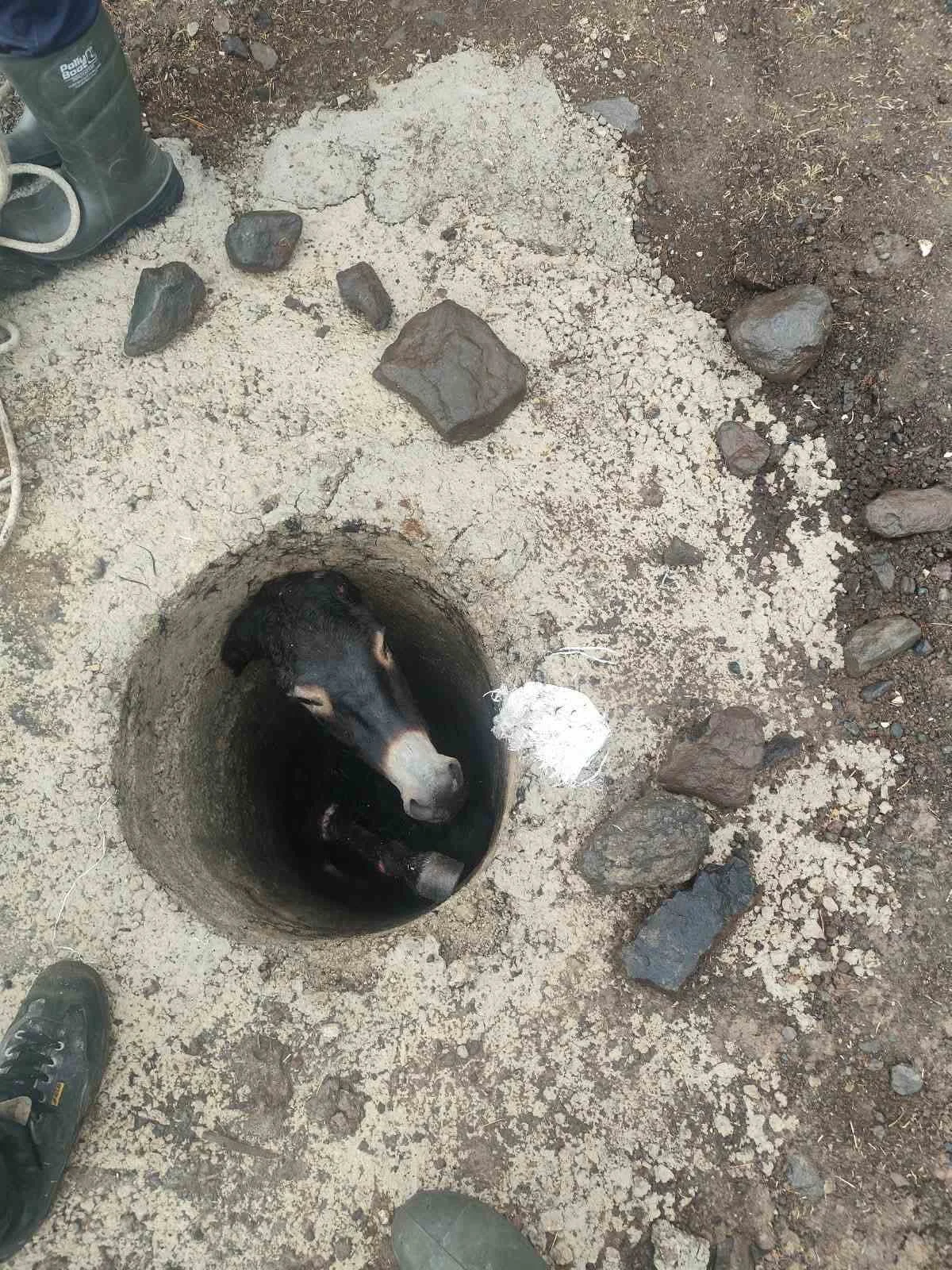 ELAZIĞ’DA KUYUYA DÜŞEN EŞEK, İTFAİYE EKİPLERİ TARAFINDAN KURTARILDI