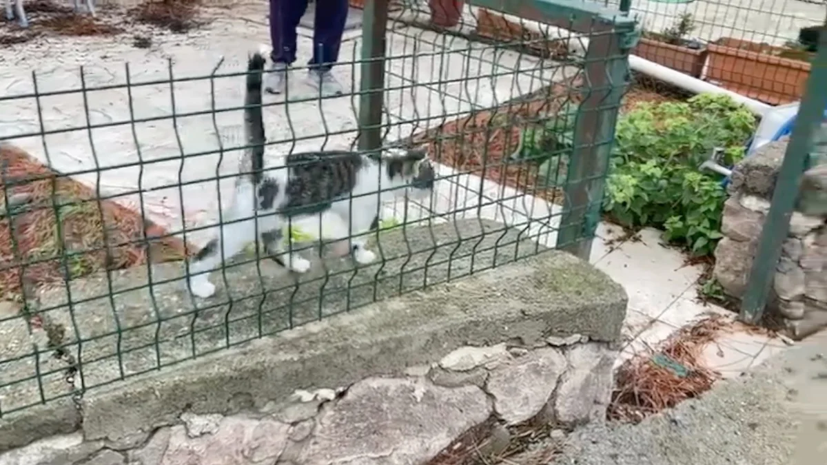 Ayvalık'ta ağaçta mahsur kalan kediyi itfaiye ekipleri kurtardı 4