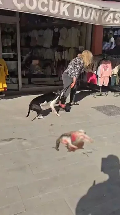 ESENYURT'TA PİTBULL SOKAK KEDİSİNİ PARÇALADI