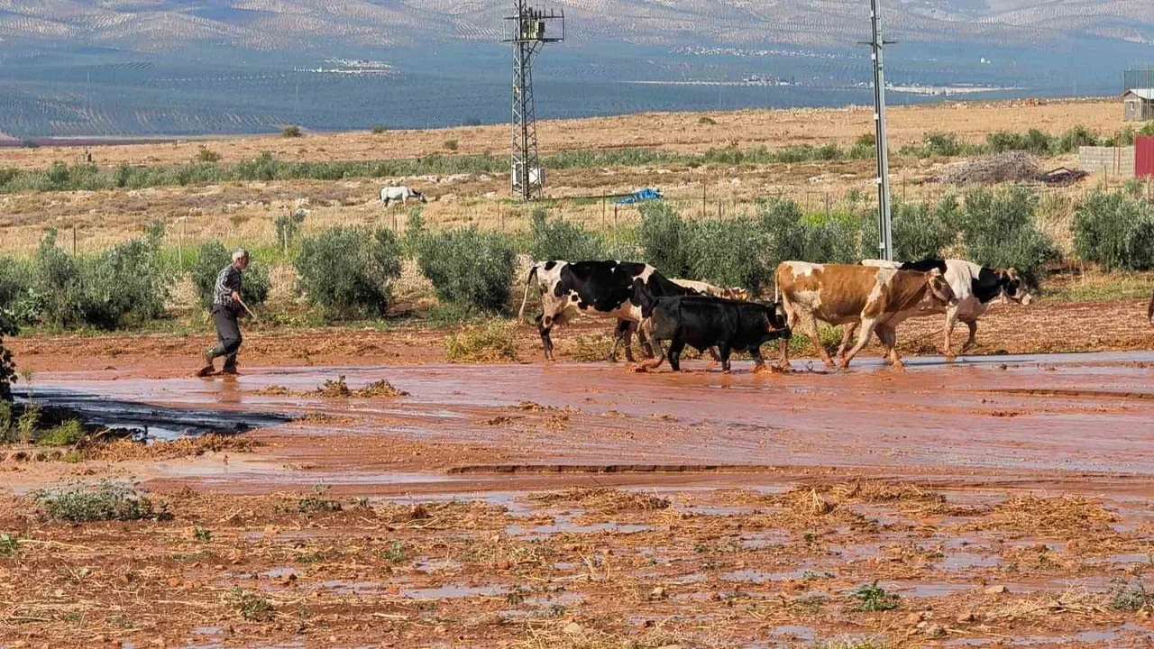 HATAY’DA KISA SÜRE ETKİLİ OLAN ŞİDDETLİ YAĞIŞ SELE NEDEN OLURKEN, SU ALTINDA KALAN TARIM...