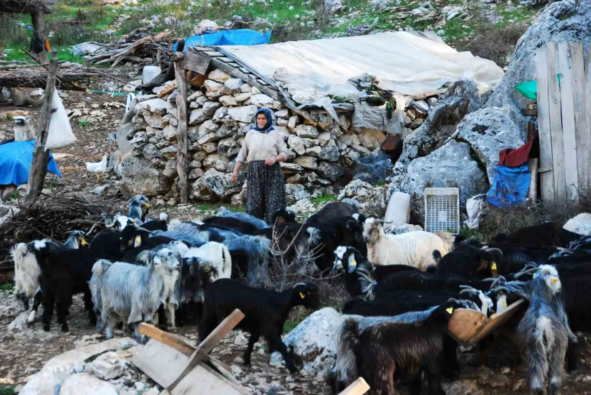 Toroslar'da yayla sezonu kapandı: Yörüklerin sahile zorlu dönüş göçü başladı 4