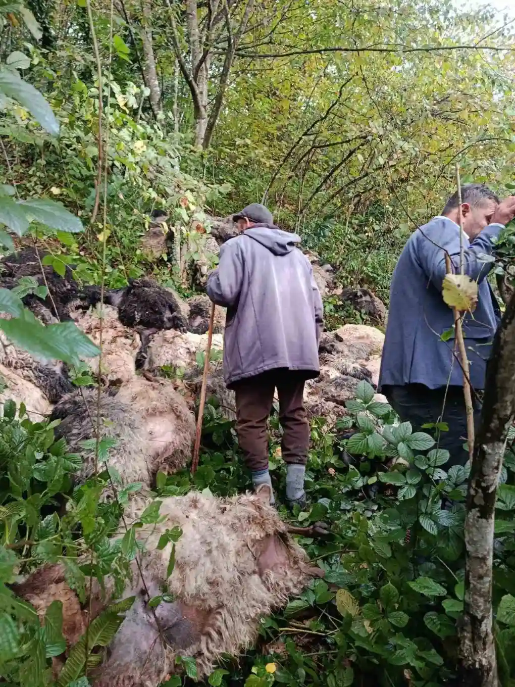 Trabzon'da yabani hayvandan ürken 184 koyun uçuruma yuvarlandı 3