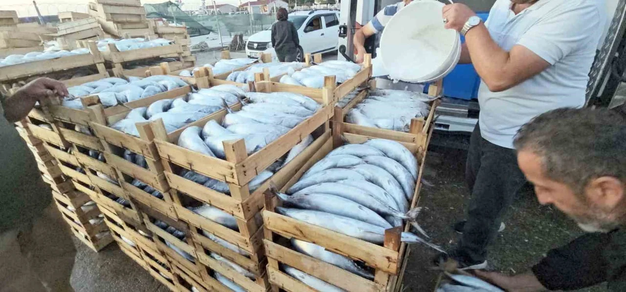 KASTAMONU’NUN KARADENİZ’E SAHİBİ BULUNAN CİDE İLÇESİNDE PALAMUT BEREKETİ YAŞANIYOR. PALAMUT...