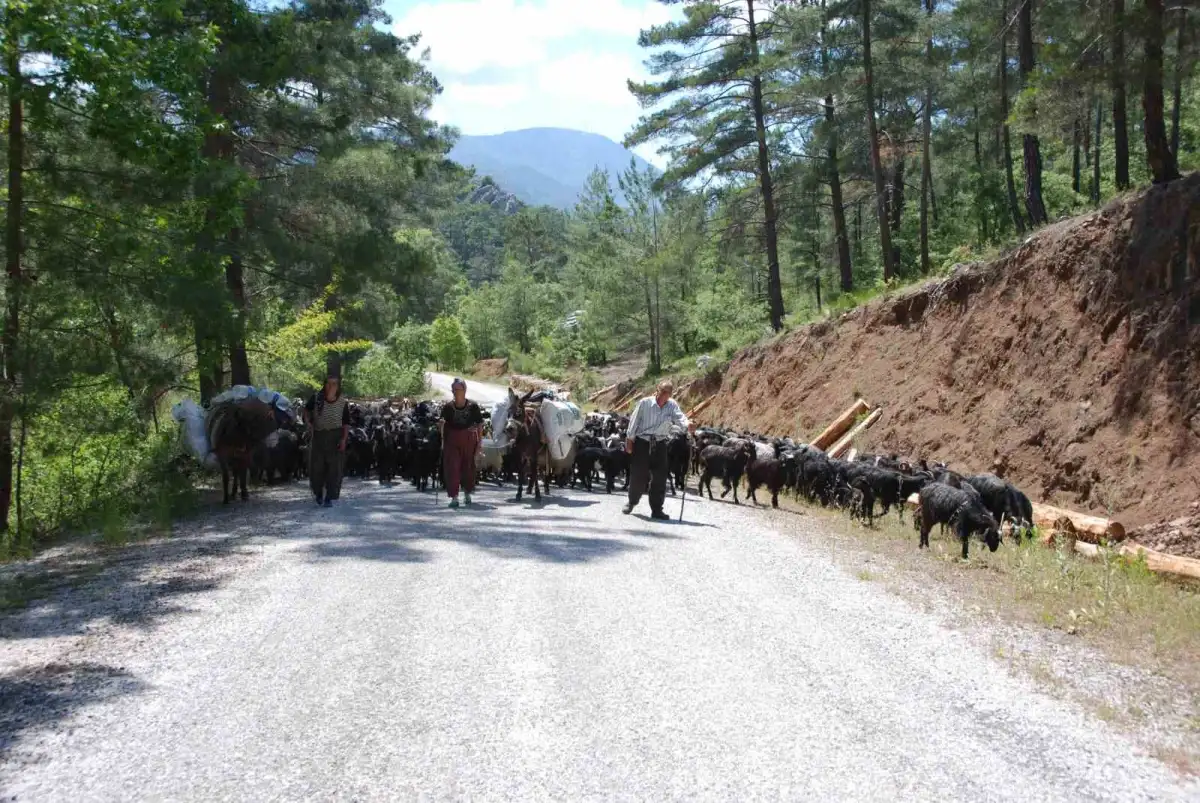 Toroslar'da yayla sezonu kapandı: Yörüklerin sahile zorlu dönüş göçü başladı 5