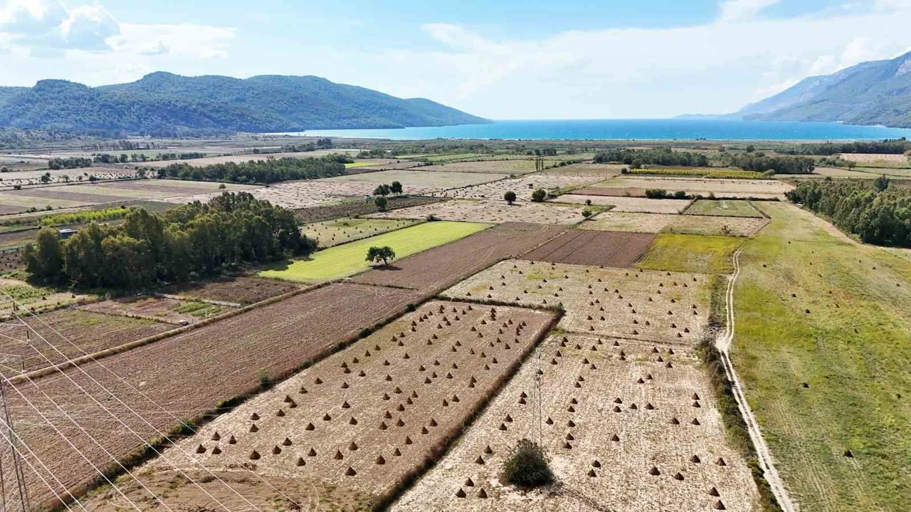 MUĞLA'NIN ULA İLÇESİNDE, SUSUZ YETİŞTİRİLMESİ VE KENDİNE ÖZGÜ AROMASIYLA ÖNE ÇIKAN GÖKOVA...