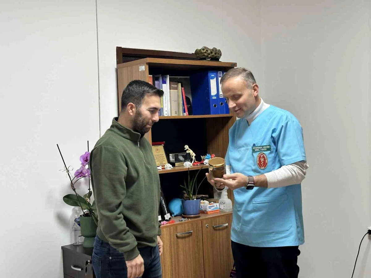 Ölmek üzere olan ineğin boğazından çıkarılan armut Kastamonu Üniversitesi'nde ders konusu oldu 3
