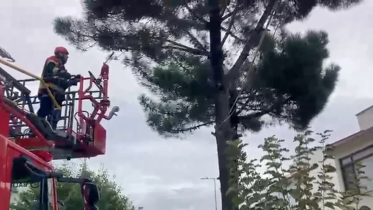 Ayvalık'ta ağaçta mahsur kalan kediyi itfaiye ekipleri kurtardı 2