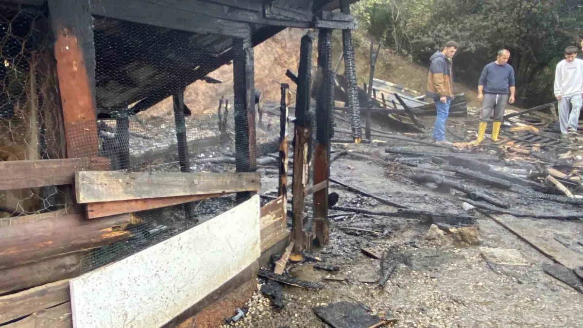 Kocaeli'de ahır yangını: 34 hayvan telef oldu 4