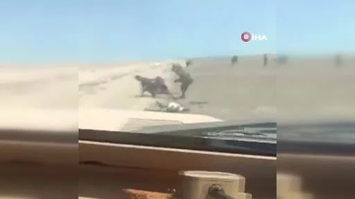 Yemen hükümetine bağlı güçlerin teslim olan İran destekli Husi güçlerini zırhlı araçla ezdiği...