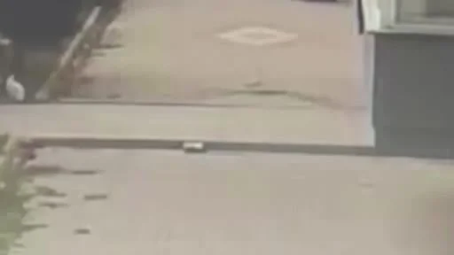 Bandırma'da kediye işkence iddiası tepki çekti