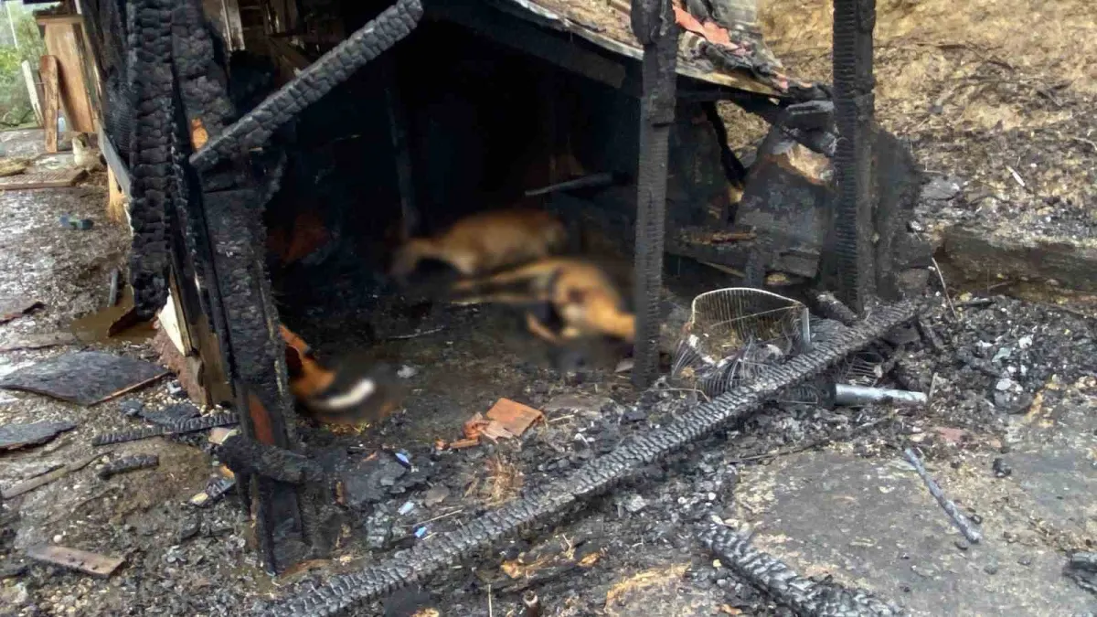 Kocaeli'de ahır yangını: 34 hayvan telef oldu 1