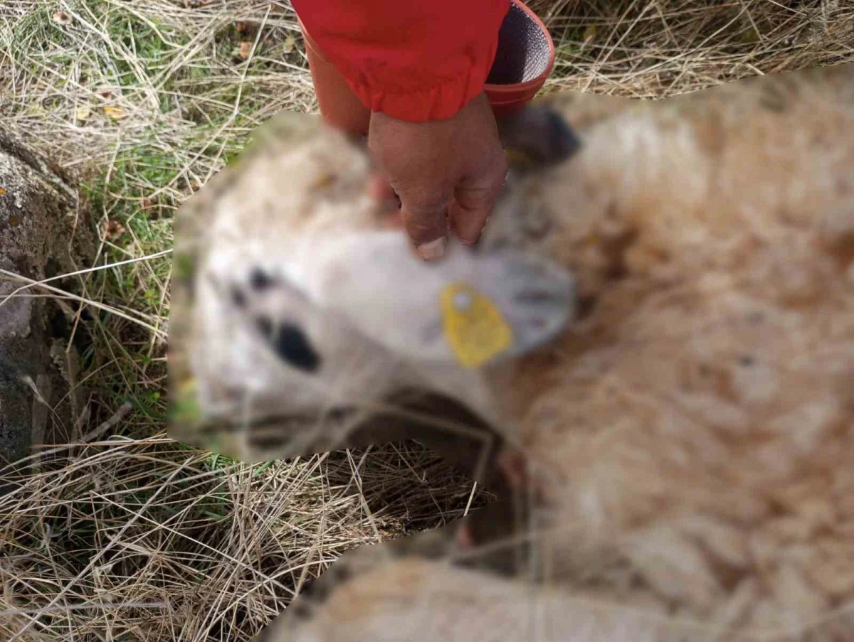 Tunceli'de kurt saldırısı: 14 koyun telef oldu 3