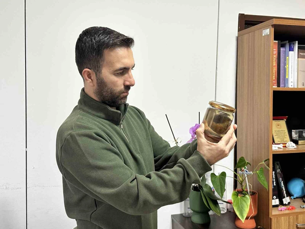 Ölmek üzere olan ineğin boğazından çıkarılan armut Kastamonu Üniversitesi'nde ders konusu oldu 4