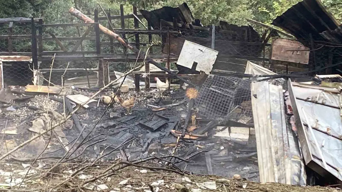 Kocaeli'de ahır yangını: 34 hayvan telef oldu 3