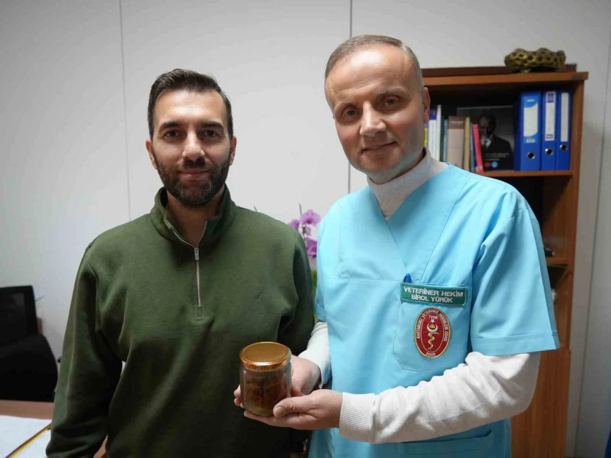Ölmek üzere olan ineğin boğazından çıkarılan armut Kastamonu Üniversitesi'nde ders konusu oldu 2