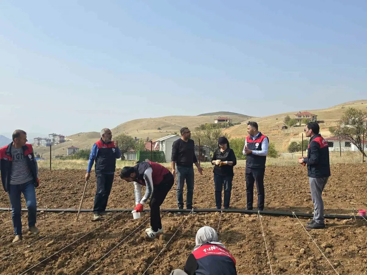 Tunceli'de 70 yaşındaki üreticinin sarımsak tarlasına tarım ekipleri el attı 2