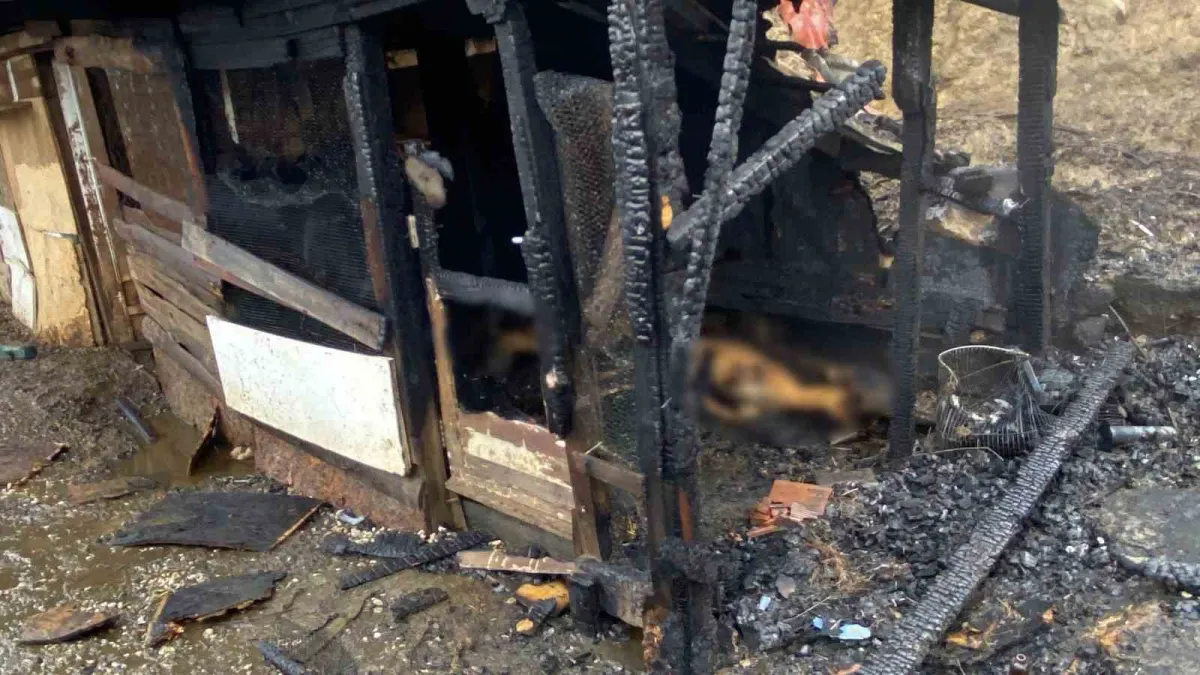 Kocaeli'de ahır yangını: 34 hayvan telef oldu 2