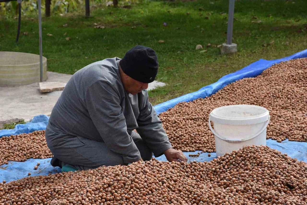 TÜRKİYE’NİN EN ÖNEMLİ FINDIK ÜRETİM MERKEZLERİNDEN BİRİ OLAN SAKARYA’DA HASAT MESAİSİ DEVAM...