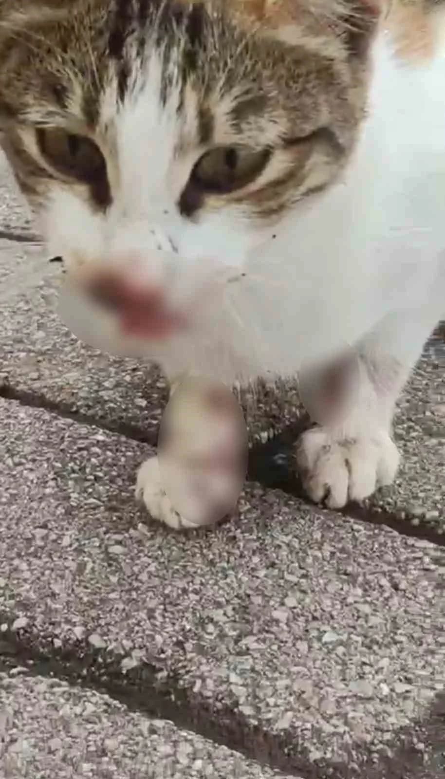 Körfez sahilinde ağzına ve bacağına olta iğnesi saplanan kedi kurtarıldı 4