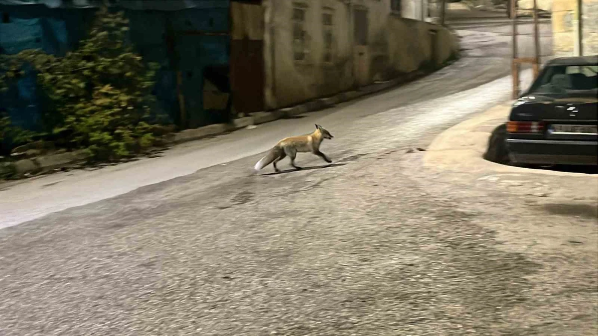 Bayburt'ta yemeğini kaptırmak istemeyen kedi tilkiyi sokak boyunca kovaladı 3