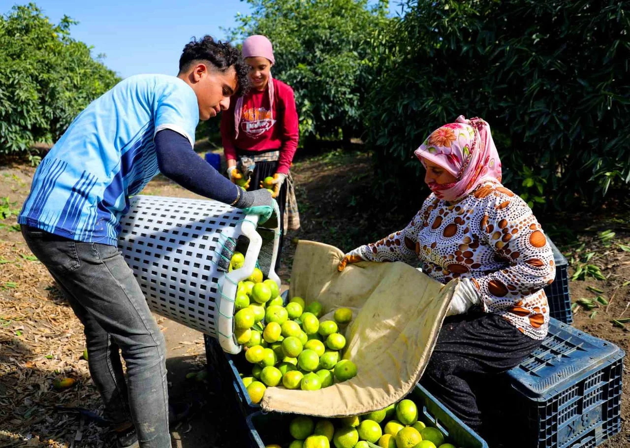 ADANA'DA MANDALİNA HASADI BAŞLADI
