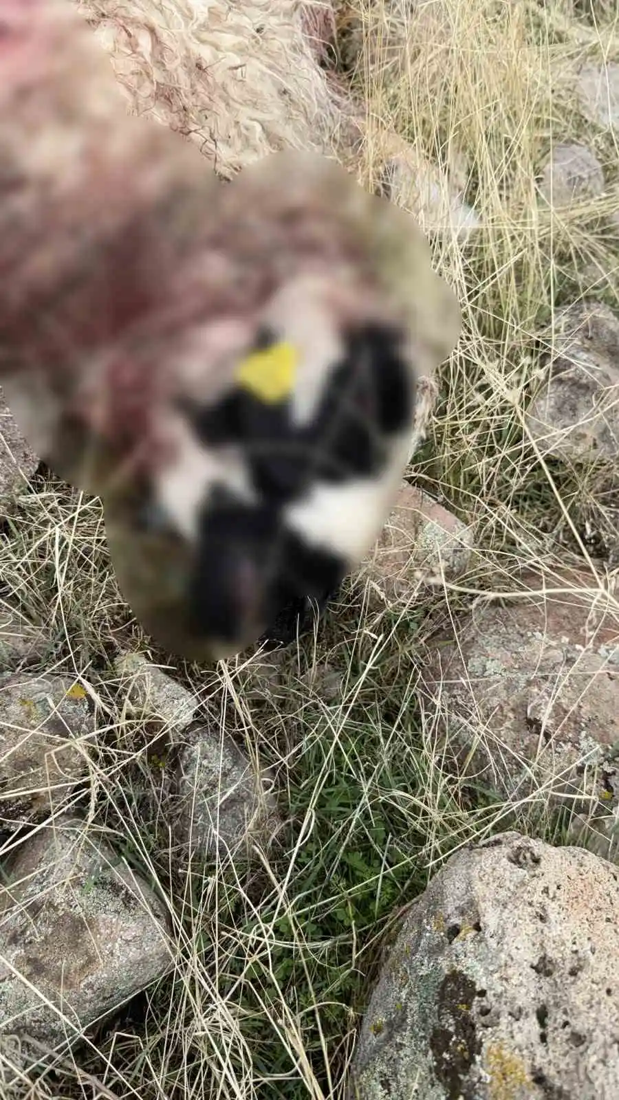 Tunceli'de kurt saldırısı: 14 koyun telef oldu 2