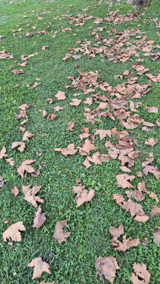 Tekirdağ'da dökülen yapraklar sonbaharın renklerini yansıttı 2