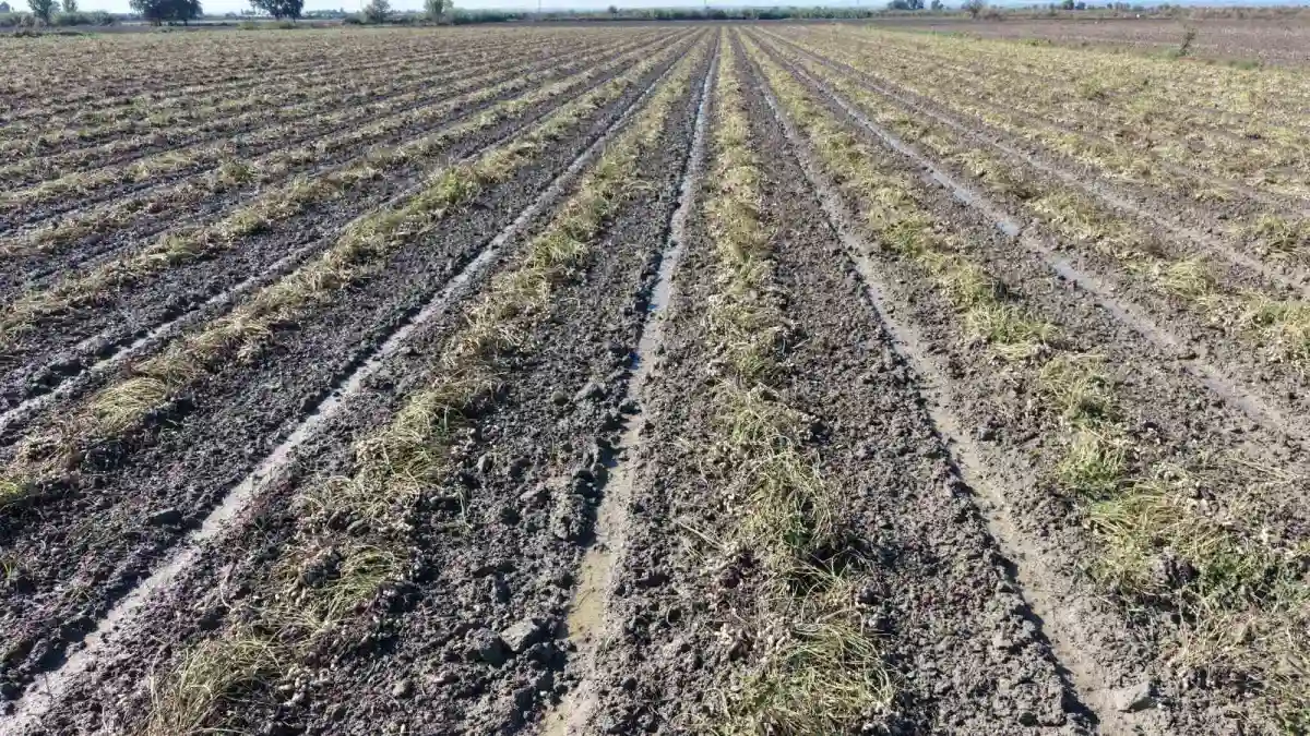 Kozan'da sağanak yağış yer fıstığı hasadını vurdu 5