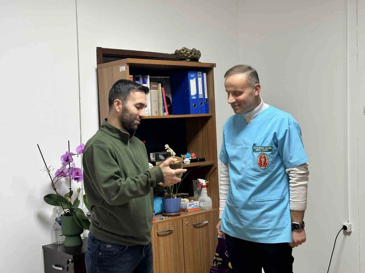 Ölmek üzere olan ineğin boğazından çıkarılan armut Kastamonu Üniversitesi'nde ders konusu oldu 1