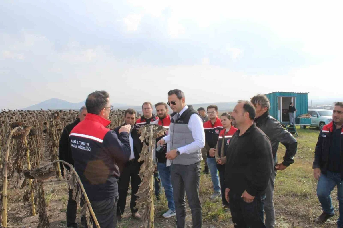 Kars'ın Selim ilçesinde 80 dönümlük tarlada ayçiçeği hasadı 1